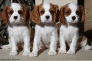 Blenhiem Cavalier King Charles Spaniel Puppies